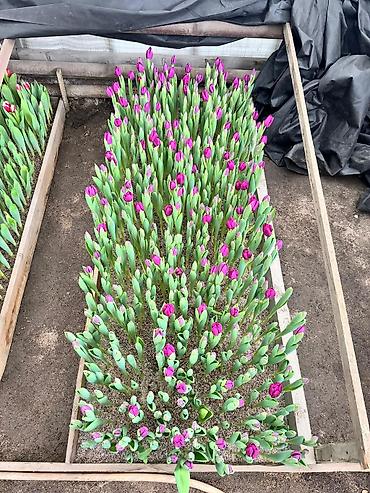 Садовые цветы и кустарники: Луковицы цветка: Тюльпаны, Бесплатная доставка — 6