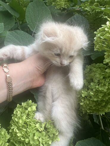 шотландская прямоухая кошка цена: 1 айлык, Эркек