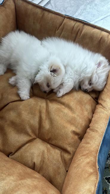pomeranian: Şpitz, 7 ay, Dişi, Peyvəndli — 5