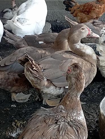 мешки мешок: Нежное мясо молодых уток. - Утки выращены на открытом выгуле. - — 2