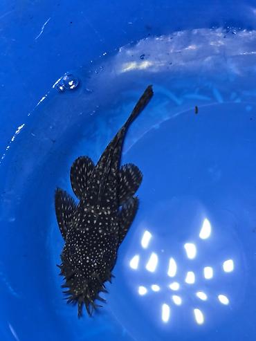 Рыбы: Анциструс звездчатый (плекостомус, «Starry/White-spotted Bristlenose») — 6