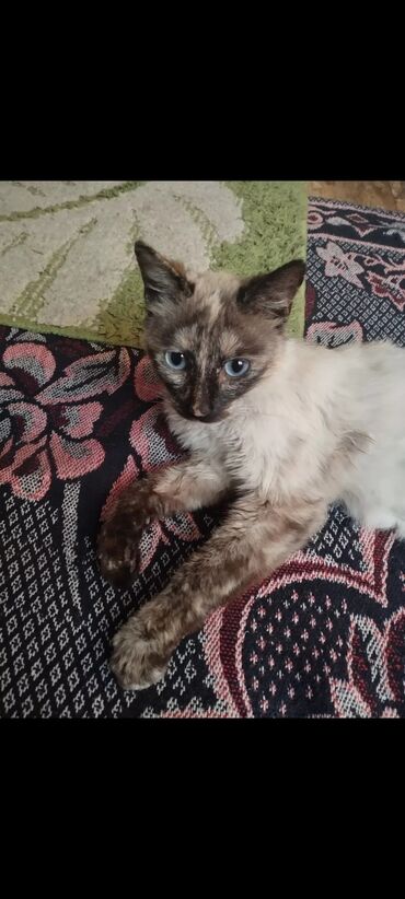 бенгальская кошка домашняя: Отдам в добрые руки кошку. Очень ласковая и добрая. 8 месяцев
