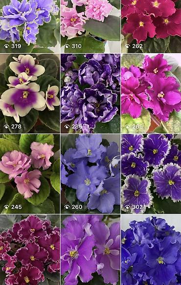 Фиалки и глоксинии: Фиалочки!!! Продам: 1. Укорененные черенки стандартных сортовых — 33