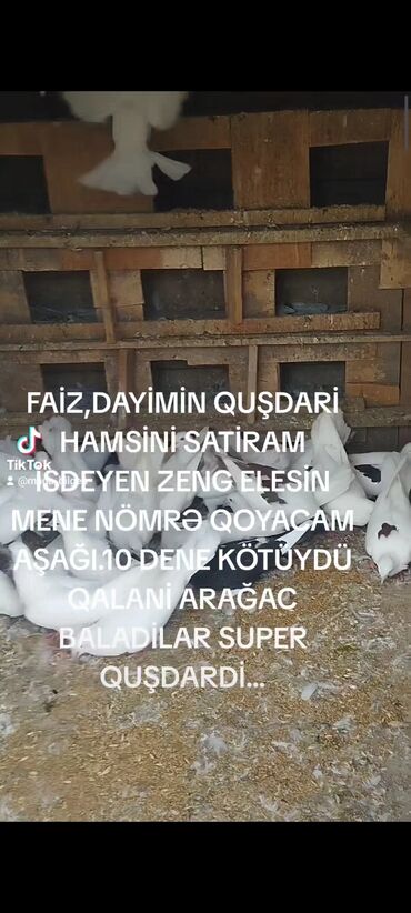 Amadinlər: Satışda: Göyərçinlər (dayımın quşları – hamısı birlikdə) - Növlər: ağ