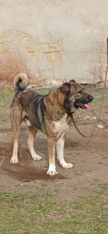 İtlər: Qurdbasar, 2 il, Erkek, Peyvəndli, Ödənişli çatdırılma — 9