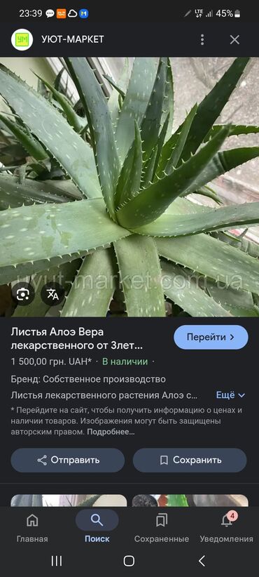 голубая ель саженцы: Алое вера лечебная по договору
в Военно-Антоновке