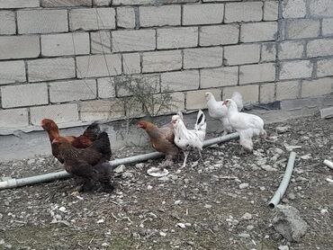 Xoruzlar: Bramalar satılır 3aylıqdılar.Bir ədəd qold xoruz-2qold fərə.bir ağ -da lalafo.az — 4 Xoruzlar: Bramalar satılır 3aylıqdılar.Bir ədəd qold xoruz-2qold fərə.bir ağ — 4