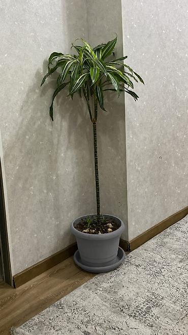 dibcek qablari: Drasena (Dracaena fragrans) dekorativ otaq bitkisi - Növ: Drasena — 1