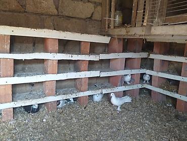 göyərçin yuvaları: Ev göyərçinləri – damazlıq sürü - Növ: ev göyərçinləri (ağ, ağ-qara — 5