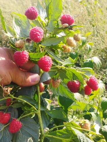 альянс мебель бишкек каталог: Малина Чекене