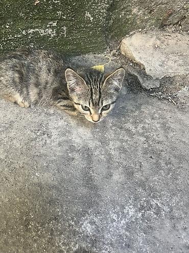 милые котята: 🐾 Отдам котят в добрые и заботливые руки! 🏡❤️ Очаровательные котята — 1