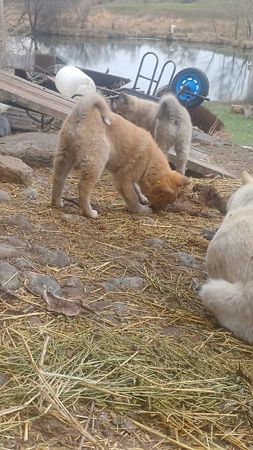 Продажа собак: Щенки Заподносибирской лайки, крепкие, с плотной шерстью, стоячими — 7