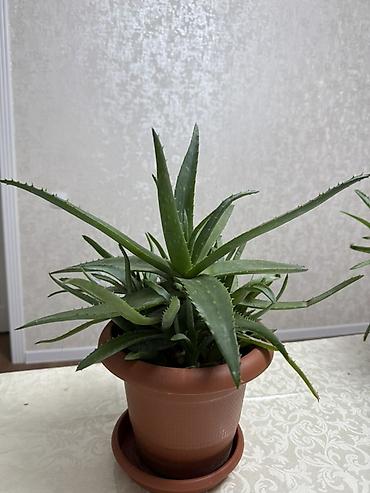 монстера манки: Алоэ (вероятно, Aloe vera/арборесценс) в горшках - Крупные розетки с — 2
