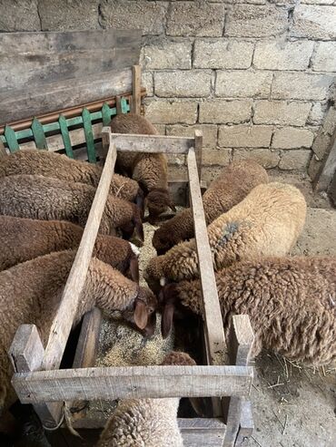 Erkək, Qala, il: 1, Ünvandan götürmə
