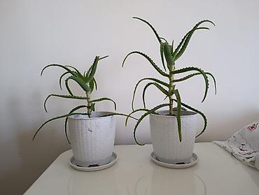 алое: Алоэ (Aloe vera) в горшках. Продаю алоэ. Длинное алое 600 сом — 5