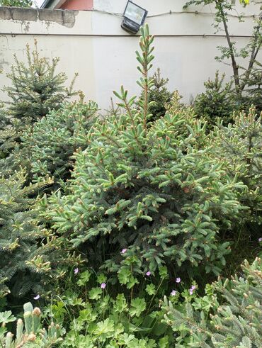 Digər bitkilər: Hərkəsə salam😀 Quba ərazisində krimlovski şam ağaclarının topdan və — 13