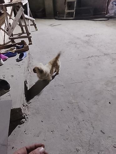 doyuş itləri: Pekines — 1