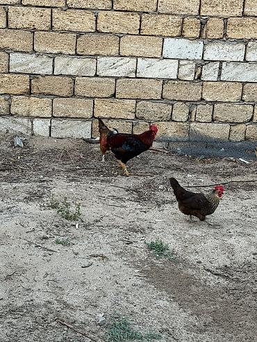 Yumurta: Toyuq, Yumurtalıq, Ünvandan götürmə — 1