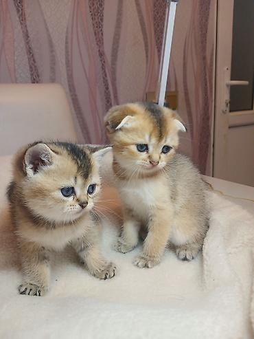 Pişiklər: Erkək — 7