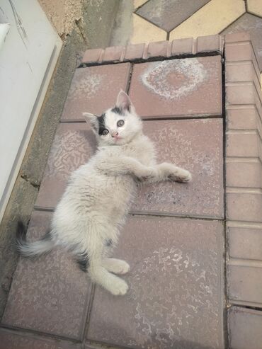 персидский кот цена: Отдаем в добрые руки