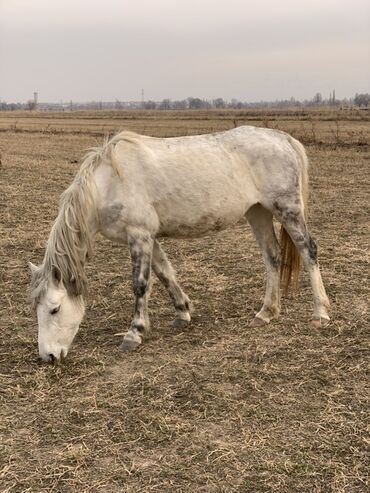 Лошади, кони: Продаю | Кобыла (самка) | Рабочий — 5