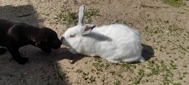 Dovşanlar: İri sort dovşanlar satilir! orta çəkili dovşanlar 15 azn, ağir çəkili -da lalafo.az — 17 Dovşanlar: İri sort dovşanlar satilir! orta çəkili dovşanlar 15 azn, ağir çəkili — 17