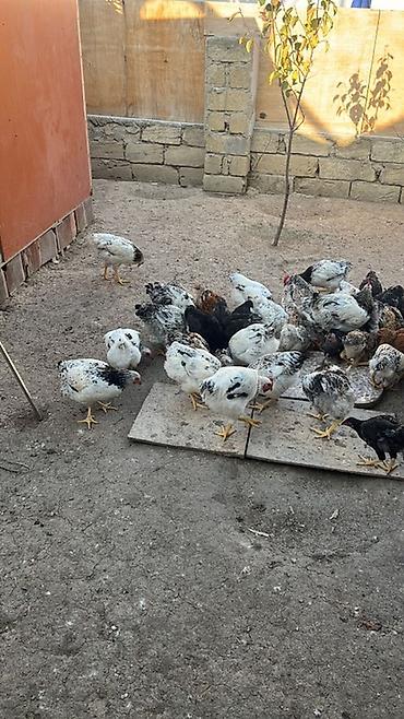 www.toyuq ve cuce yem qablari: Salam çolpalar satılır buyrub zəng ede bilersiz — 1