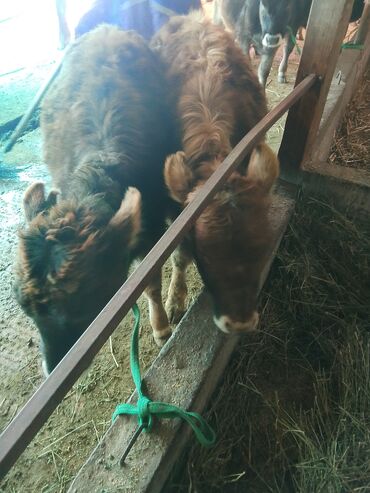 Коровы, быки: Продаю | Тёлка | Алатауская, Полукровка | Для разведения | После отела — 10