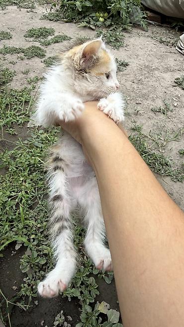Отдам даром кошку: Котята: мальчик и девочка К латку приучены, игривые кушают очень — 27