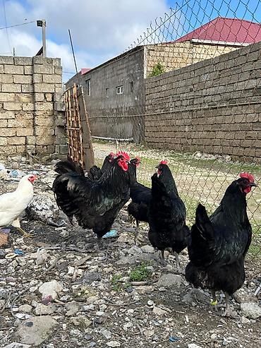Quşlar: Salam avstroloq mayalı yumurtası sifariş qəbul olunur ünvan Binə — 1
