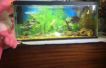 сколько стоит аквариум: Salam Akvarum 150 litir Flowerhorn balik Yekə ölçüdə daş filter — 1