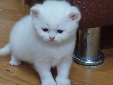 Pişiklər: Şotland, Erkək, Dişi, Yaxşı əllərə — 4