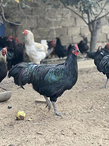 dəvə qusu satisi: Erkək, Amerika, Damazlıq, Ödənişli çatdırılma — 8