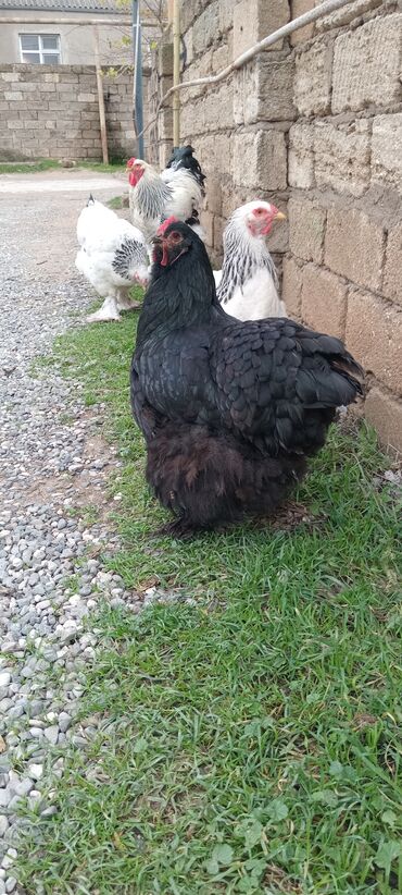 Toyuqlar: Brahma toyuqları – yumurtacı və ətlik iri cins 3 toyug 1 xoruz 280 m — 4