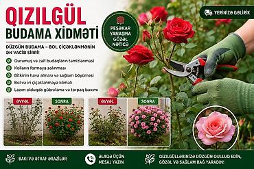 uzum tingləri: 🌹 QIZILGÜL BUDAMA XİDMƏTİ 🌹 Qızılgülləriniz düzgün budanmır? 🌿 Çox — 1