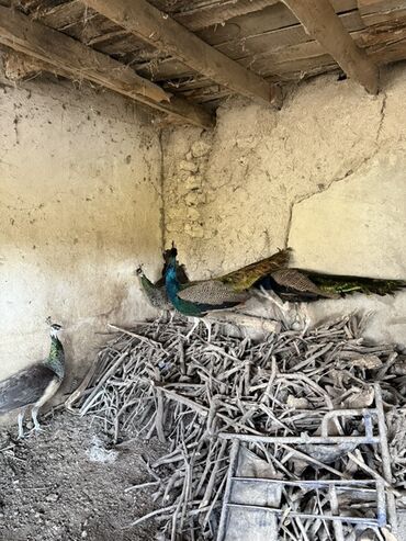 фильтр для аквариума: 3 illik. Məhsul: Hind tovusu (tovuz quşları) – dekorativ quşlar