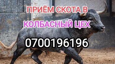 ат жеребец: Сатып алам | Уйлар, букалар, Жылкылар, аттар | Союуга, этке, Күнү-түнү, Бардык шартта