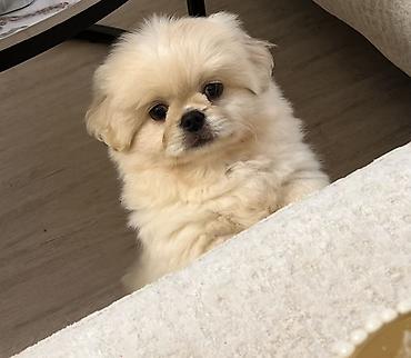 Pekines
