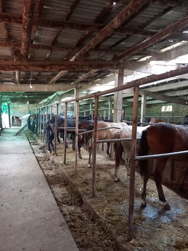 Лошади, кони: Продаю | Кобыла (самка) | На забой — 4