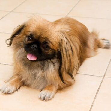İtlər: Pekines, 2 il, Erkek