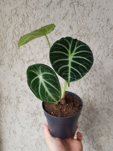 Sobne biljke: Alocasia Black Velvet sa novim mladim listovima,sa slika