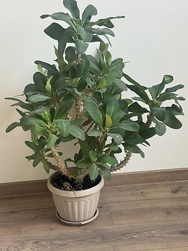 Комнатное растение — Молочай миля (Euphorbia milii, “корона Иисуса”) в lalafo.kg да — 2 Комнатное растение — Молочай миля (Euphorbia milii, “корона Иисуса”) в — 2