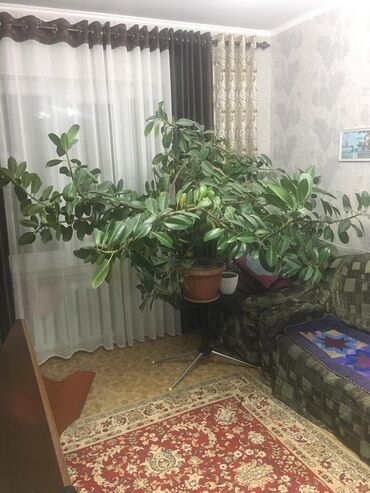 древесный уголь бишкек: Фикус, длинна 1.5 метрширина 2 метр цена 8000можно договориться