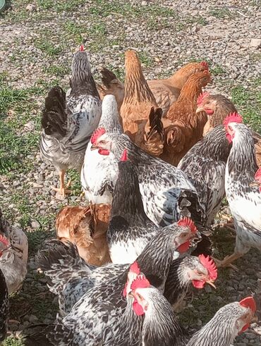 cücə yem qabı: Heyet seraitinde boyudulmus ot yeyen colpalar satllr 3 ayllgdllar hem