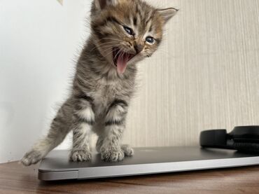 Pişiklər: Şinşilla -da lalafo.az — 18 Pişiklər: Şinşilla — 18