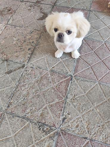 pekin ördeği: Pekines, 4 ay, Dişi, Peyvəndli — 2