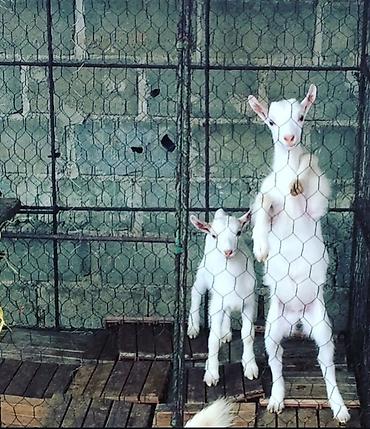 hələb kecisi: Süd keçisi – yüksək süd verimi üçün - Cins: sağmal keçi (ağ rəngli — 7
