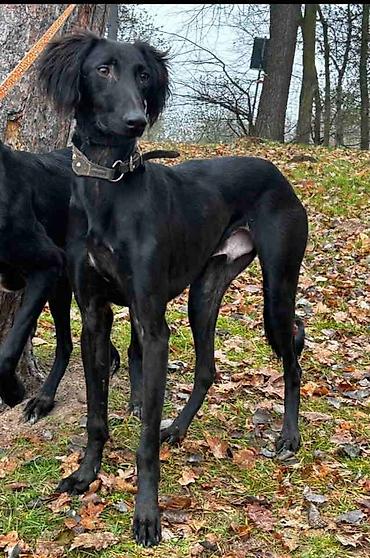 Psi: Saluki štenci, jedinstvena prilika Nudim četiri mužjaka crne boje — 6