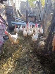 домашние птицы: Куры несушки домашние не фабрика