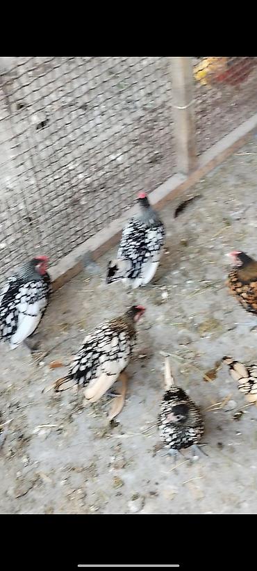 плодные матки: Продаю | Куры | Для разведения — 2